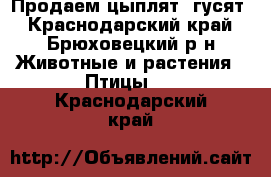 Продаем цыплят, гусят - Краснодарский край, Брюховецкий р-н Животные и растения » Птицы   . Краснодарский край